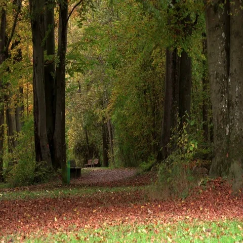 Persons jogging and riding bicycle in the park . Autumn time. Stock Footage 69704893