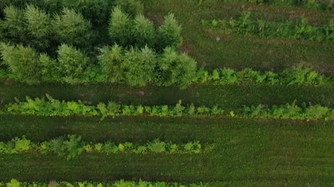 Perspective aerial view of the orchard Stock Footage 138638016