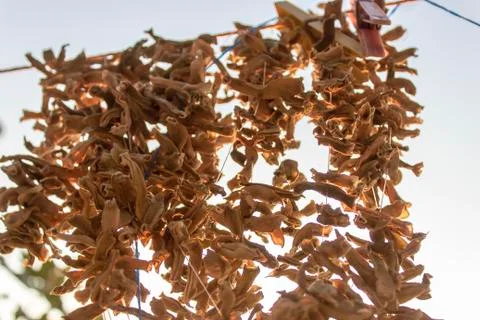 Perspective back shoot of dried string beans hanged on rope at sunset time in Stock Photos