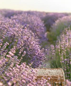 Perspective background with wooden table for your design. Lavender field region Stock Photos