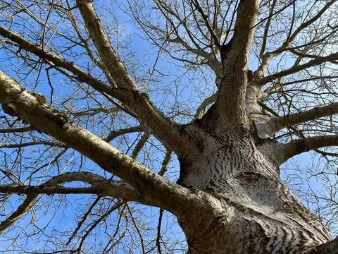 Perspective of bare branches of tall trees Stock Photos
