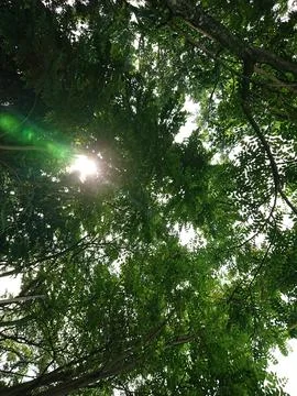 Perspective from below, tree with flare from sun shine in the morning Stock Photos