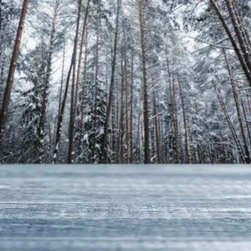 Perspective blurry winter background with forest Stock Photos