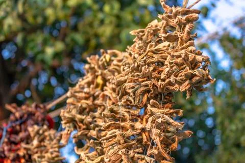 Perspective bottom shoot of dried string beans hanged on rope at sunset time Stock Photos