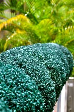 Perspective box shrubs Stock Photos