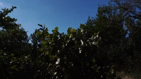 A perspective of branches teeming with life, adorned with green leaves of a Stock Footage 331181755