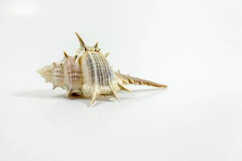 Perspective close-up shot of beautiful seashell with white background Stock Photos