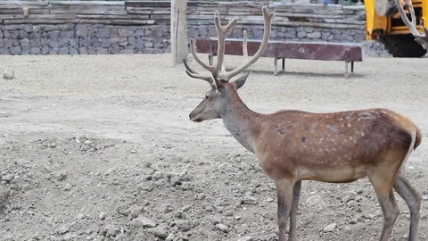 Perspective close-up video shot of red deer in natural life park at Izmir in  Stock Footage 92206628