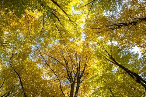 Perspective from down to up view of autumn forest with bright orange and yell Stock Photos