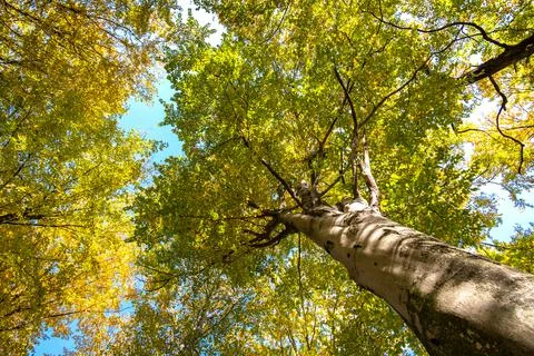 Perspective from down to up view of autumn forest with bright orange and yell Stock Photos