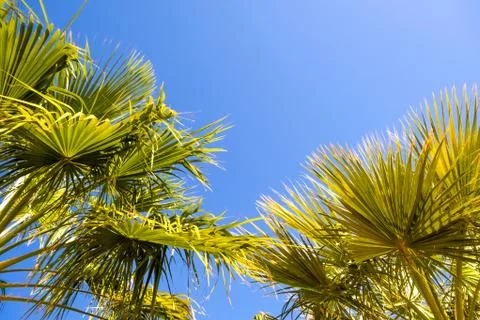 Perspective down view of fresh green palm trees in tropical region against bl Stock Photos