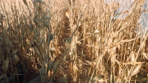Perspective of driving through corn stocks in harvesting tractor Stock Footage 204098988