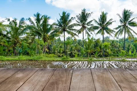 Perspective empty wooden table in front of harvested rice field and coconut t Stock Photos