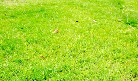 Perspective green grass texture background, Natural background Stock Photos