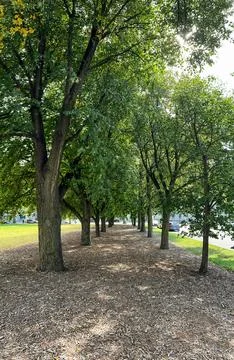 Perspective of Green Trees Stock-Fotos