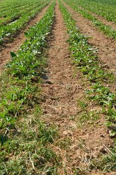 Perspective of growing vegetable rows. Stock Photos