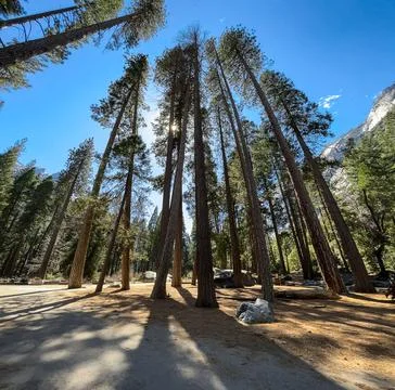 Perspective of high Trees Stock Photos