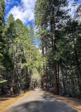 Perspective of high trees Foto stock