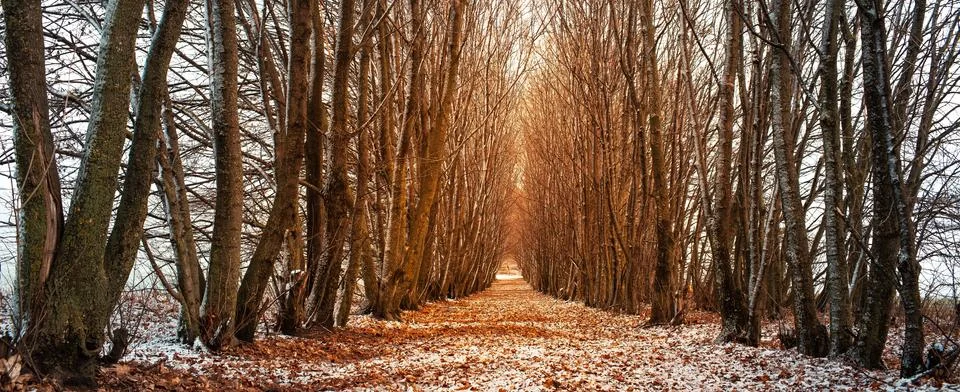 Perspective landscape of path surrounded by trees in winter day. Stock Photos