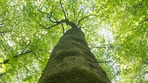 Perspective of a large tree trunk and canopy with moss on its bark. Stock Photos