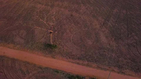 Perspective of a leafless tree. Stock Footage 156631695
