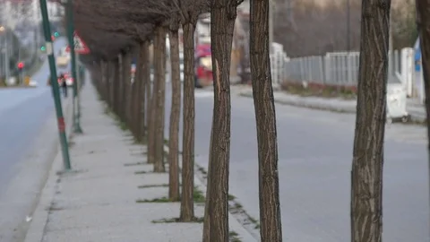 Perspective looking trees beside the main road, 스톡 동영상 105304347