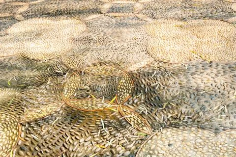 Perspective Pebble in concrete floor, texture background Foto stock