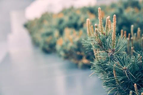 Perspective of a pine creeping close-up. Background texture of fluffy tree Stock Photos