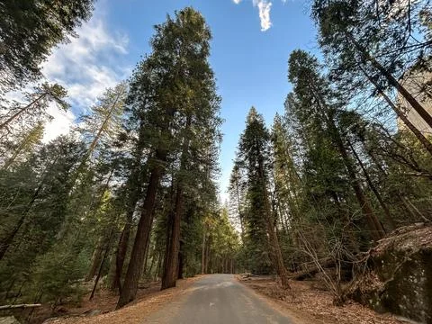 Perspective of Pine trees Stock Photos