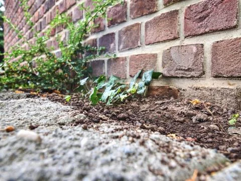 Perspective side view of old red brick wall. Red brick wall Foto stock