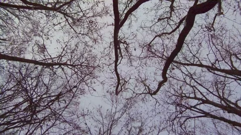 Perspective silhouette of trees covered in snow Stock Footage 146088729