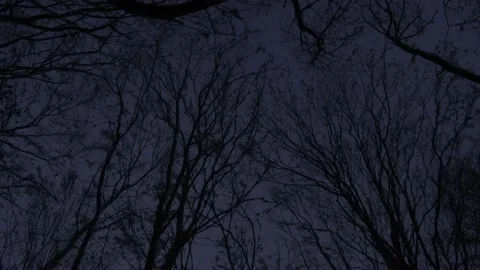 Perspective silhouette of trees covered in snow in the night 库存影片 146088932