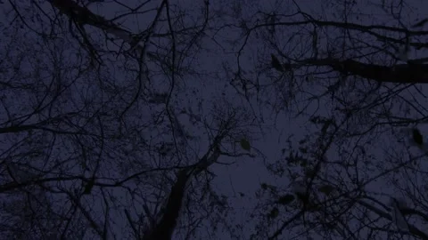 Perspective silhouette of trees covered in snow in the night Stock-Footage 146088934