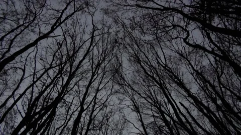 Perspective silhouette of trees covered in snow Stock-Footage 146089217