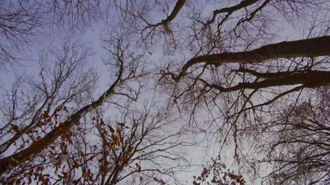 Perspective silhouette of trees covered in snow 库存影片 146090029