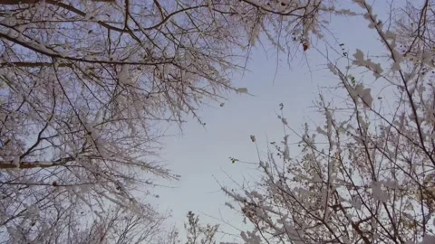 Perspective silhouette of trees covered in snow Stock-Footage 146090419