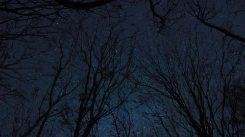 Perspective silhouette of trees covered in snow in the night Stock-Footage 146092621