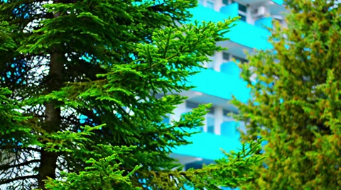Perspective of spruce branches Video stock 38237540