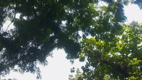 Perspective of tall trees on the beautiful park. 003A Stock Footage 342790472