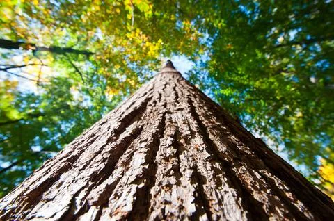Perspective of a tree trunk with cracked bark Stock Photos