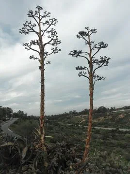 Perspective of trees during a cloudy day Stock Photos