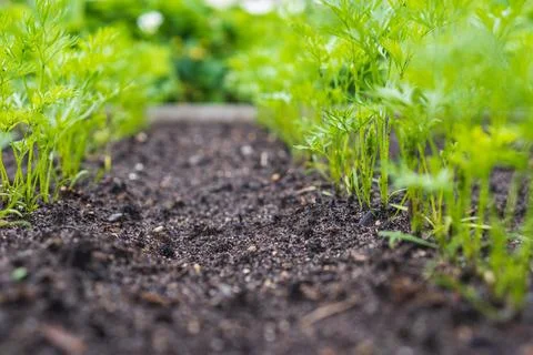 Perspective view along rows of young carrot seedlings Foto stock