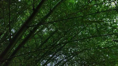 Perspective View from Below of Lush Bamboo Forest Stock Photos