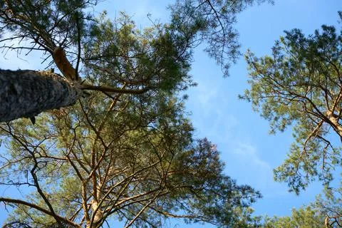 Perspective view from below on pine trees in boron against blue sky in summer Stock Photos