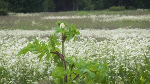 Perspective view of a blooming hogweed field. Stock Footage 135395305