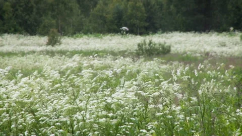 Perspective view of a blooming hogweed field. Stock Footage 135395316