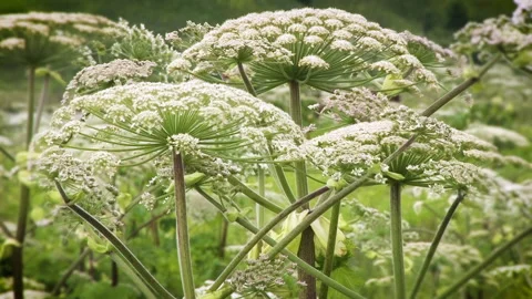 Perspective view of a blooming hogweed field. Stock Footage 135395408