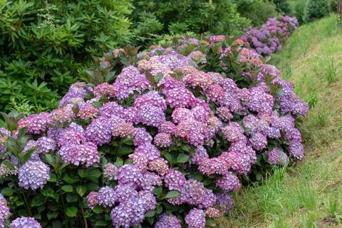 Perspective view of blooming Hydrangea macrophylla border in garden Stock Photos
