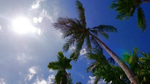 Perspective view of coconut palm trees and sky from the beach upside down - El Stock Footage 63911539