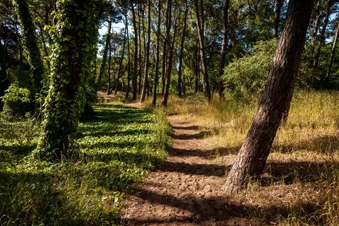 Perspective view of curved path across beautiful green forest on a bright sunny Stock Photos